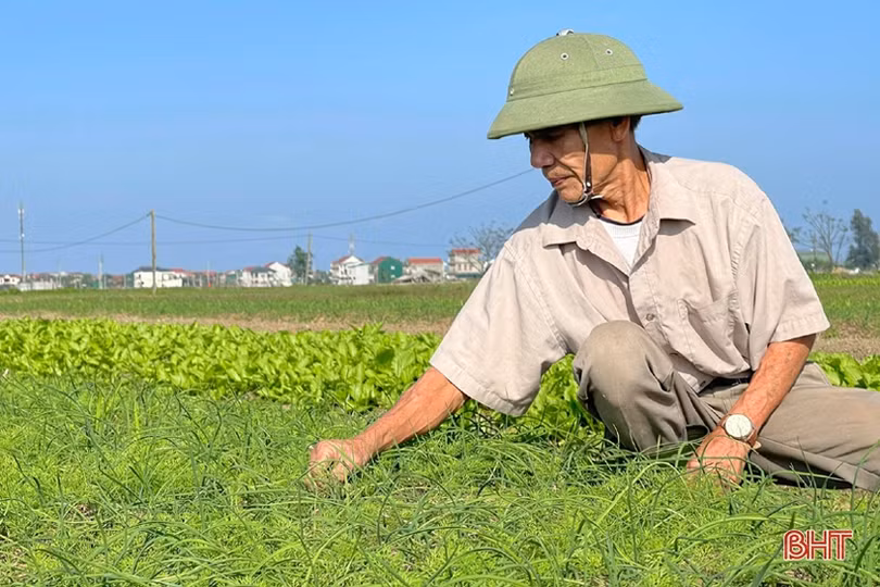Đon thời tiết, nông dân vựa rau TP Hà Tĩnh nhanh tay cải tạo đất, gieo giống