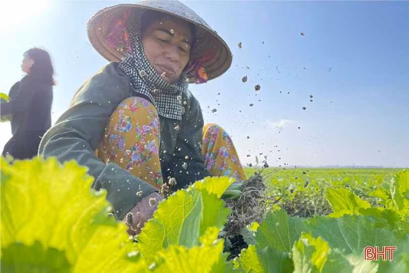 Đon thời tiết, nông dân vựa rau TP Hà Tĩnh nhanh tay cải tạo đất, gieo giống