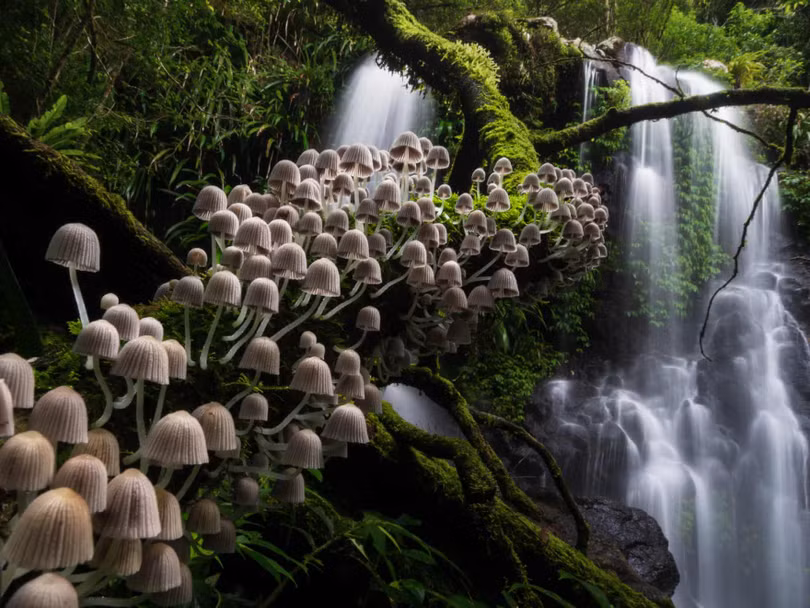 Thiên nhiên tuyệt đẹp trong loạt ảnh đoạt giải Nature Photographer of the Year 2020