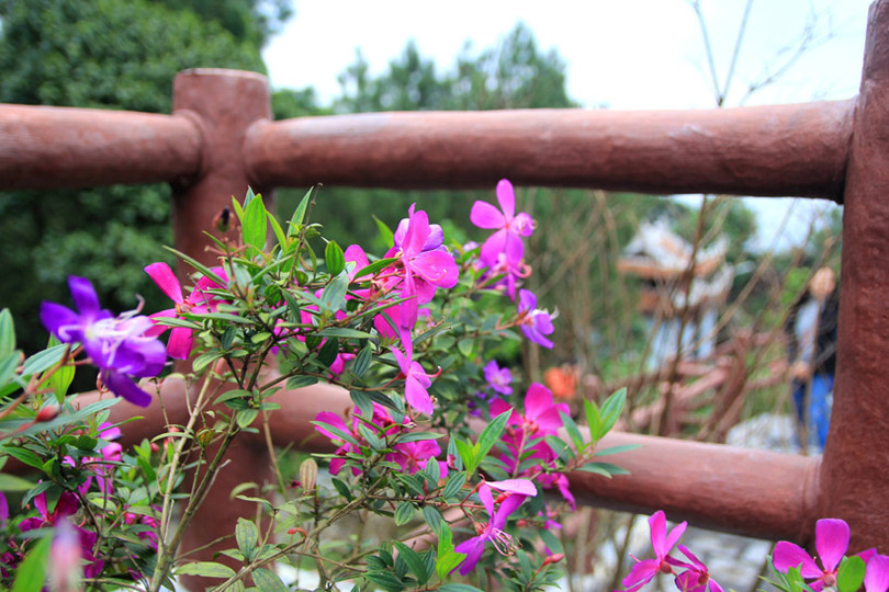 Xuân sớm trên “Hoan Châu đệ nhất danh lam” 