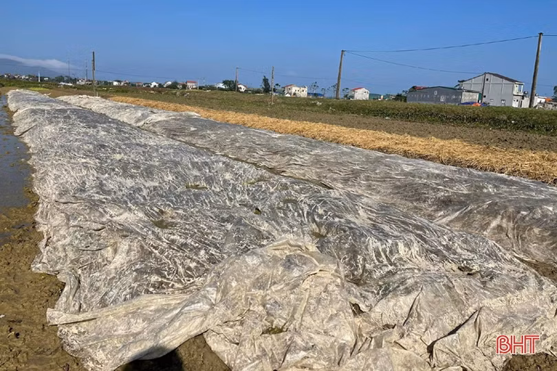 Đon thời tiết, nông dân vựa rau TP Hà Tĩnh nhanh tay cải tạo đất, gieo giống