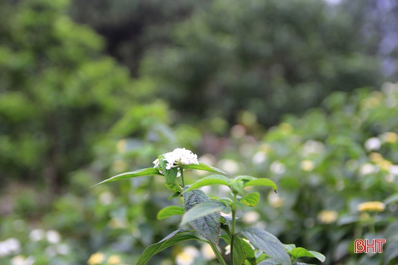 Xuân sớm trên “Hoan Châu đệ nhất danh lam” 