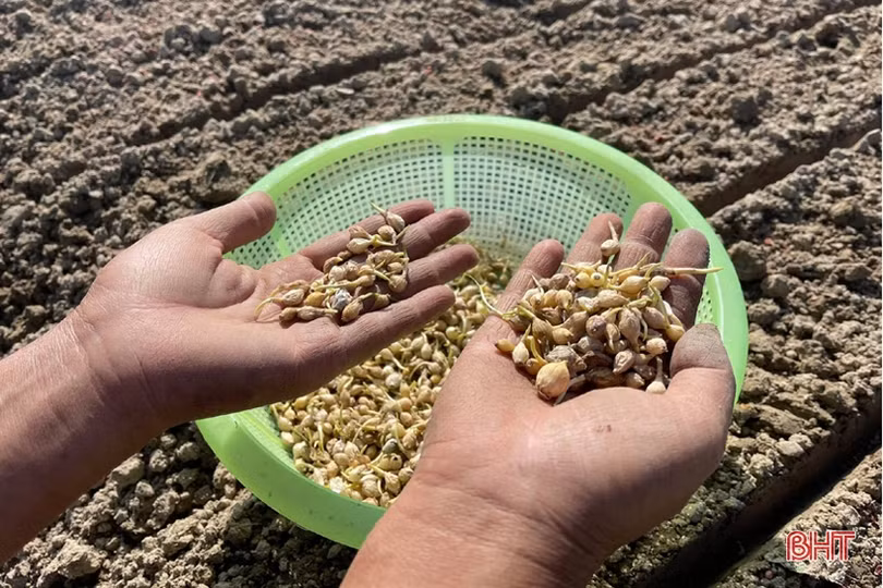 Đon thời tiết, nông dân vựa rau TP Hà Tĩnh nhanh tay cải tạo đất, gieo giống