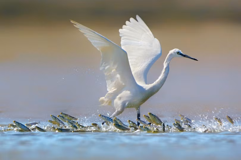 Nữ nhiếp ảnh gia Việt Nam đoạt giải ảnh quốc tế LightsFlare 2020