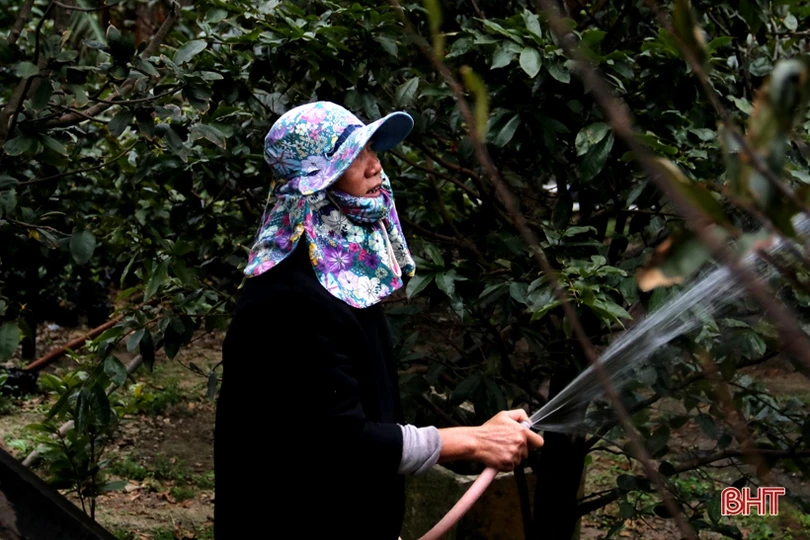 Làng mai phía Nam Hà Tĩnh tất bật vào vụ tết