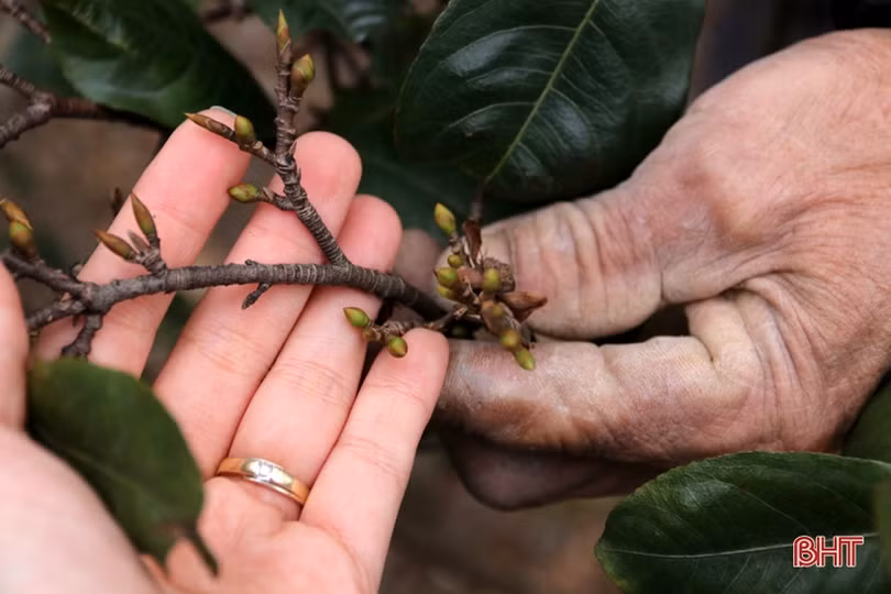 Làng mai phía Nam Hà Tĩnh tất bật vào vụ tết