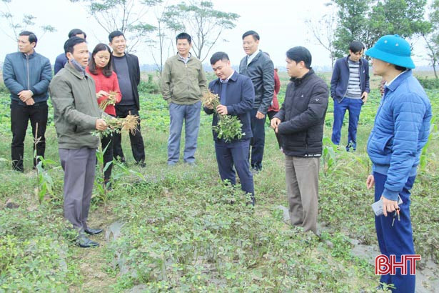 Nghi Xuân nhân rộng mô hình lạc giống “bảo quản ngoài đồng ruộng”