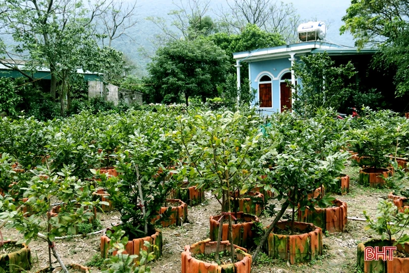 Làng mai phía Nam Hà Tĩnh tất bật vào vụ tết