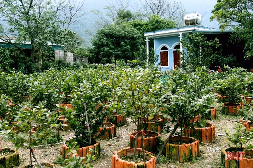 Làng mai phía Nam Hà Tĩnh tất bật vào vụ tết