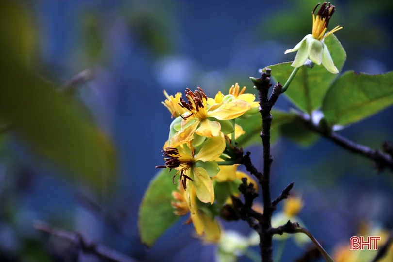 Làng mai phía Nam Hà Tĩnh tất bật vào vụ tết