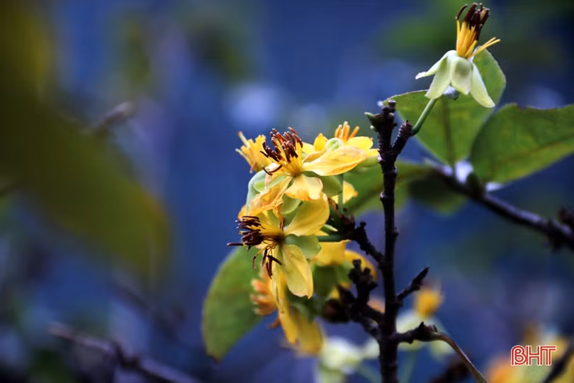 Làng mai phía Nam Hà Tĩnh tất bật vào vụ tết