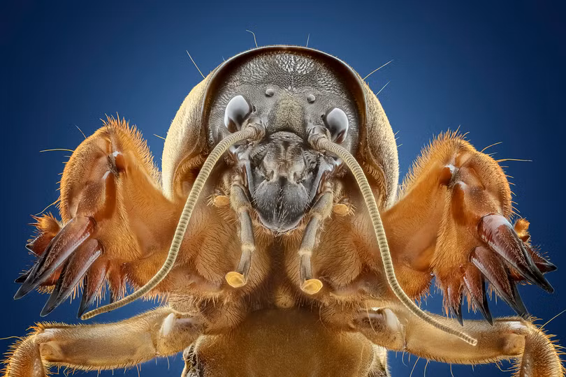 Nữ nhiếp ảnh gia Việt Nam đoạt giải ảnh quốc tế LightsFlare 2020