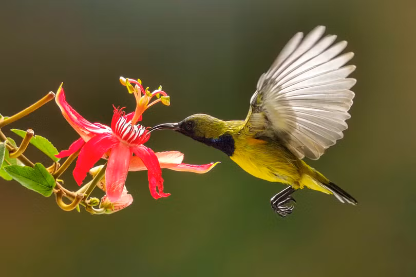 Nữ nhiếp ảnh gia Việt Nam đoạt giải ảnh quốc tế LightsFlare 2020