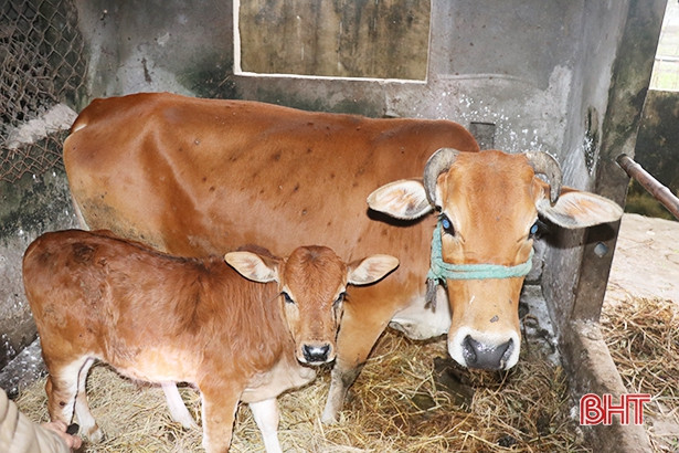 Hà Tĩnh ban hành công điện chỉ đạo tăng cường phòng chống đói, rét, dịch bệnh cho vật nuôi ảnh 2 Hà Tĩnh ban hành công điện chỉ đạo tăng cường phòng chống đói, rét, dịch bệnh cho vật nuôi