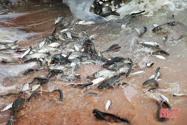 Thả 2,5 tấn cá tái tạo nguồn lợi thủy sản ở hồ Kẻ Gỗ