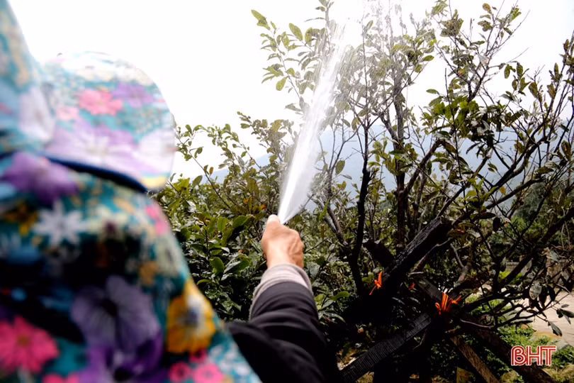 Làng mai phía Nam Hà Tĩnh tất bật vào vụ tết