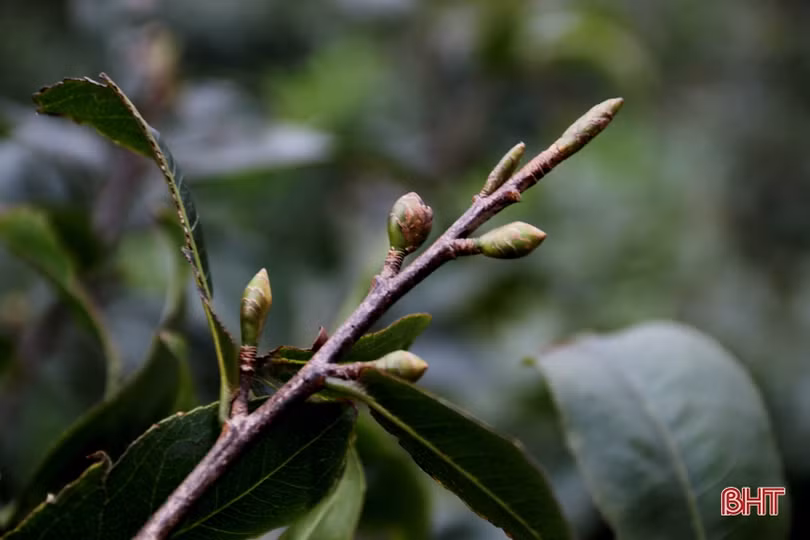 Làng mai phía Nam Hà Tĩnh tất bật vào vụ tết