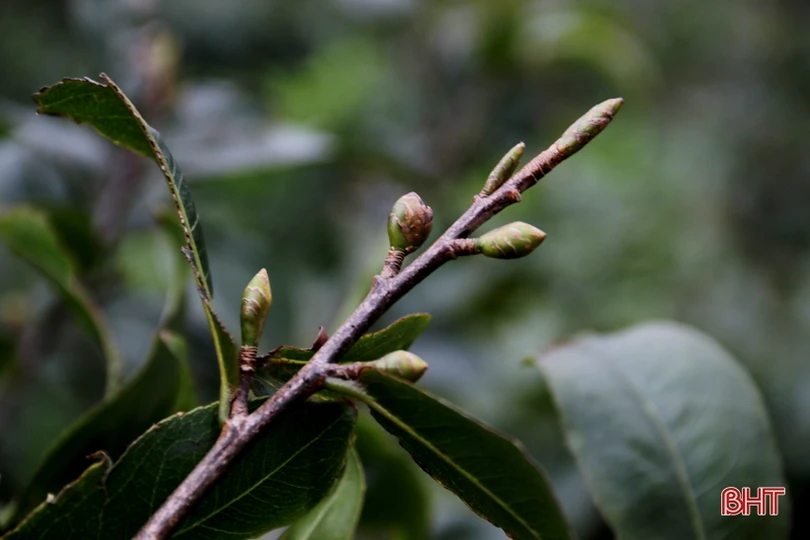 Làng mai phía Nam Hà Tĩnh tất bật vào vụ tết