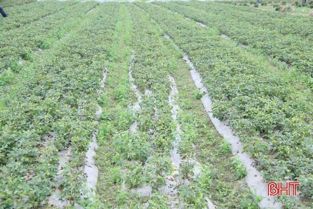 Nghi Xuân nhân rộng mô hình lạc giống “bảo quản ngoài đồng ruộng”