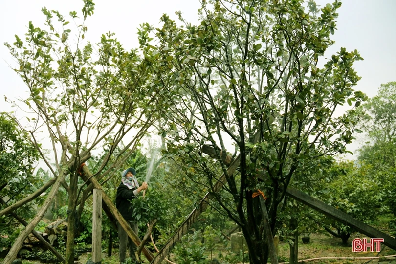 Làng mai phía Nam Hà Tĩnh tất bật vào vụ tết
