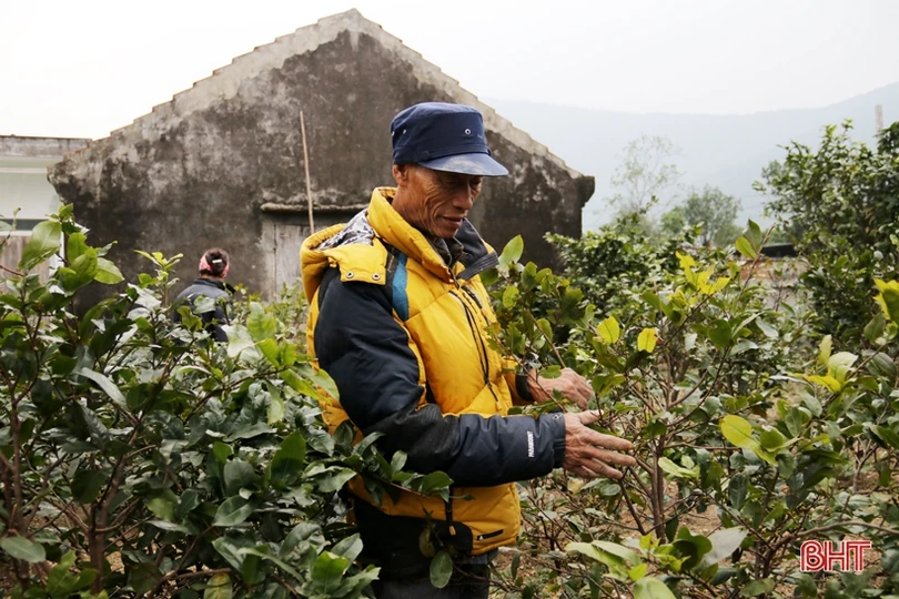 Làng mai phía Nam Hà Tĩnh tất bật vào vụ tết