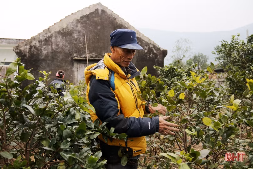 Làng mai phía Nam Hà Tĩnh tất bật vào vụ tết