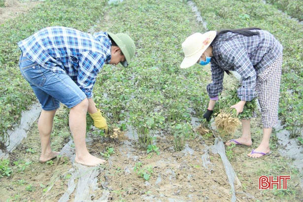 Nghi Xuân nhân rộng mô hình lạc giống “bảo quản ngoài đồng ruộng”
