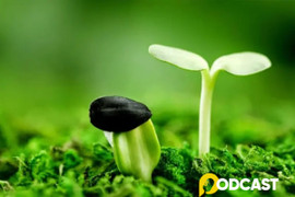 Podcast truyện ngắn “Hạt giống mang điều ước”