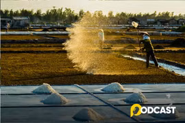 Podcast tản văn: Mặn mòi hạt muối quê hương