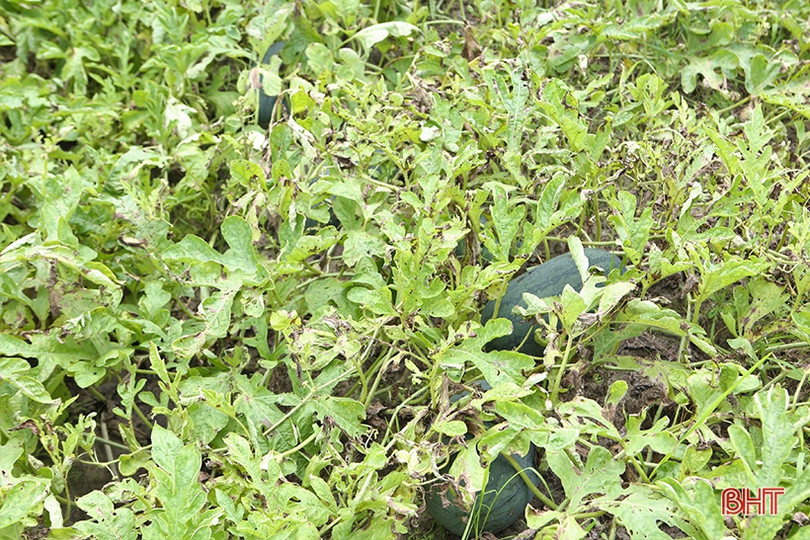 Nông dân Hà Tĩnh được mùa dưa