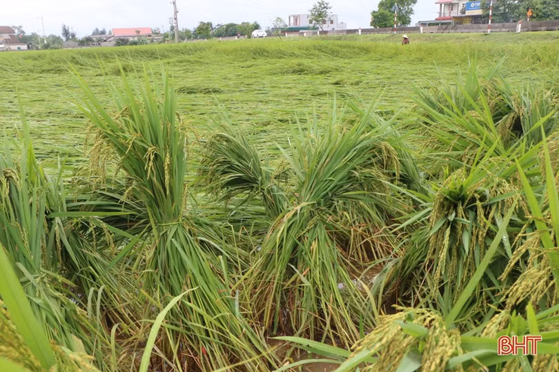 Tháo nước, bó dựng lúa, nông dân Hà Tĩnh nỗ lực giảm thiệt hại sau mưa lớn