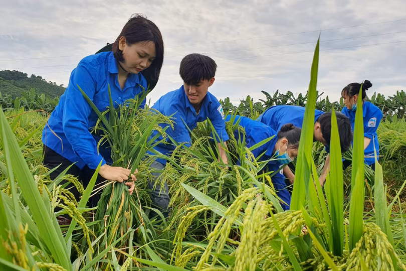 Cán bộ, chiến sỹ giúp người dân Hương Sơn, Can Lộc khôi phục diện tích lúa đổ ngã do mưa lớn