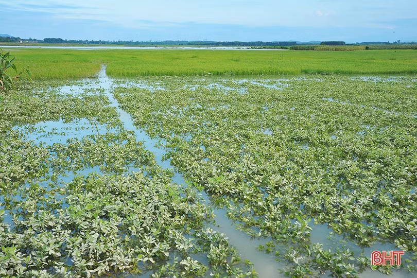 Nhiều diện tích cây trồng còn ngâm trong nước, nông dân Hà Tĩnh cùng nhau khắc phục