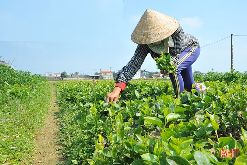 Xu hướng tất yếu của nông nghiệp số, nông nghiệp sạch tại Hà Tĩnh