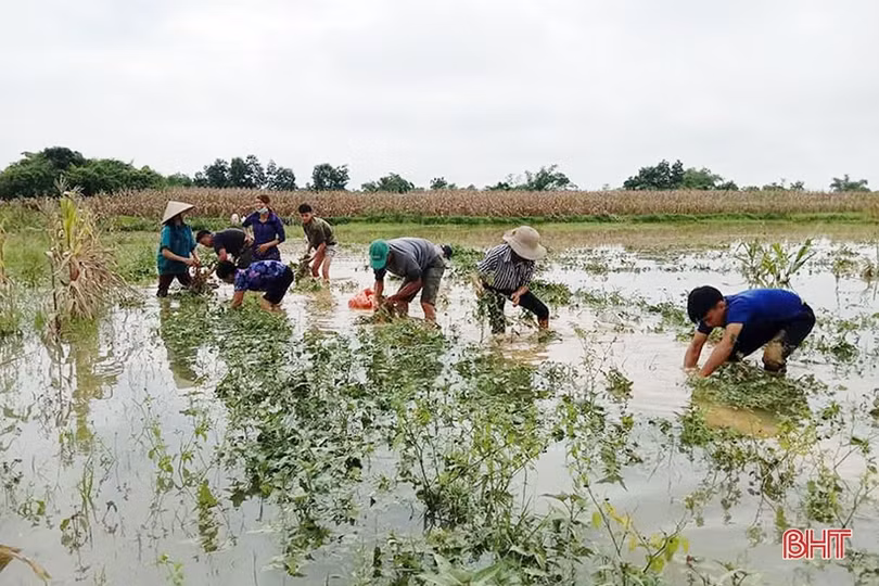 Nhiều diện tích cây trồng còn ngâm trong nước, nông dân Hà Tĩnh cùng nhau khắc phục