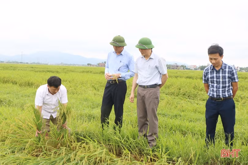Khẩn trương bó dựng lúa bị đổ, giảm thiểu thiệt hại sau mưa lớn