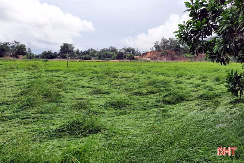 Cán bộ, chiến sỹ giúp người dân Hương Sơn, Can Lộc khôi phục diện tích lúa đổ ngã do mưa lớn
