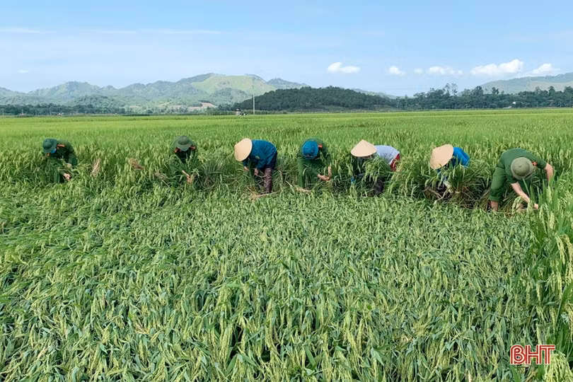 Cán bộ, chiến sỹ giúp người dân Hương Sơn, Can Lộc khôi phục diện tích lúa đổ ngã do mưa lớn