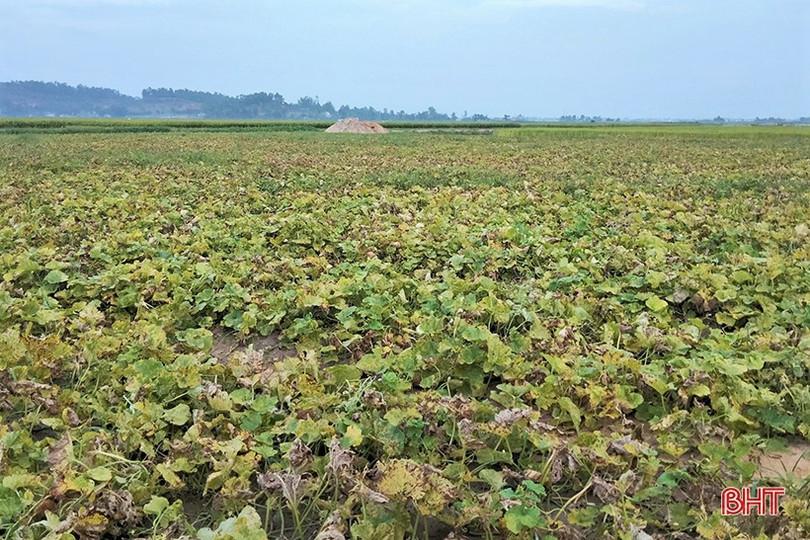 Nông dân Hà Tĩnh được mùa dưa