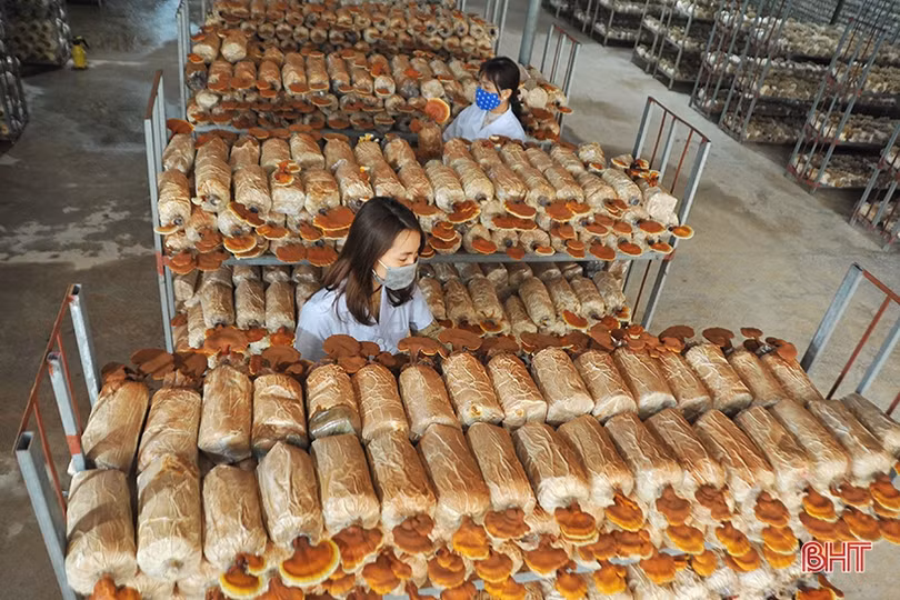 Xu hướng tất yếu của nông nghiệp số, nông nghiệp sạch tại Hà Tĩnh