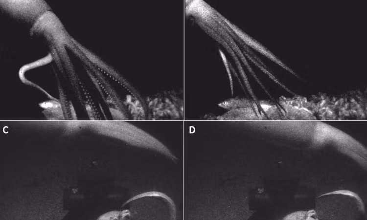 Nhà nghiên cứu ghi hình mực khổng lồ dài 13m