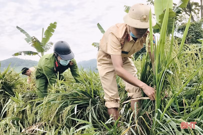 Cán bộ, chiến sỹ giúp người dân Hương Sơn, Can Lộc khôi phục diện tích lúa đổ ngã do mưa lớn