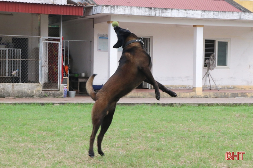 Xem cảnh sát cơ động Hà Tĩnh biểu diễn trấn áp tội phạm cùng chó nghiệp vụ ảnh 10 Xem cảnh sát cơ động Hà Tĩnh biểu diễn trấn áp tội phạm cùng chó nghiệp vụ