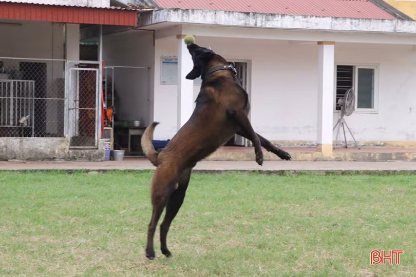 Xem cảnh sát cơ động Hà Tĩnh biểu diễn trấn áp tội phạm cùng chó nghiệp vụ