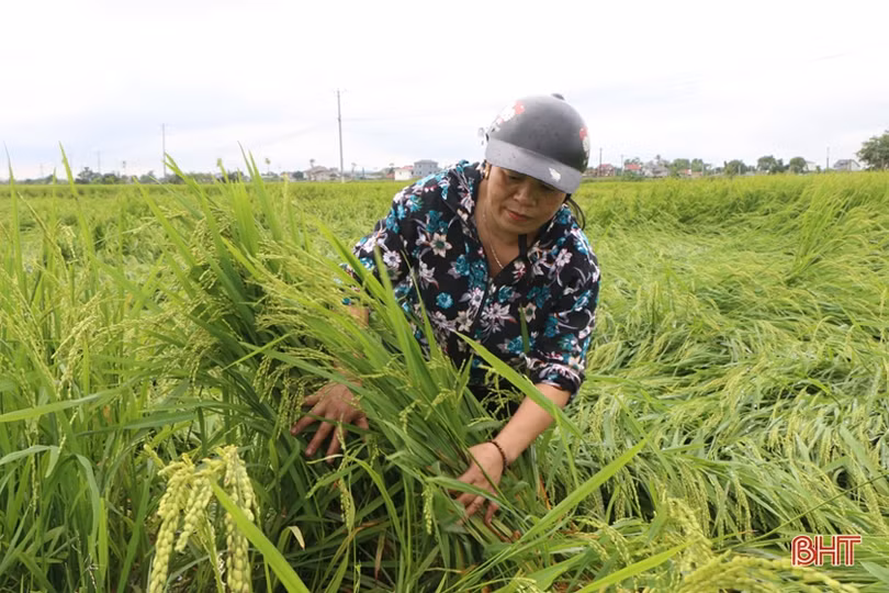 Tháo nước, bó dựng lúa, nông dân Hà Tĩnh nỗ lực giảm thiệt hại sau mưa lớn