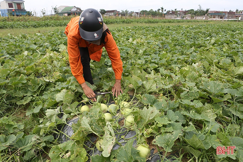 Nông dân Hà Tĩnh được mùa dưa