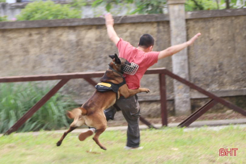 Xem cảnh sát cơ động Hà Tĩnh biểu diễn trấn áp tội phạm cùng chó nghiệp vụ ảnh 13 Xem cảnh sát cơ động Hà Tĩnh biểu diễn trấn áp tội phạm cùng chó nghiệp vụ
