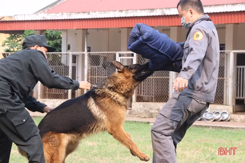 Xem cảnh sát cơ động Hà Tĩnh biểu diễn trấn áp tội phạm cùng chó nghiệp vụ