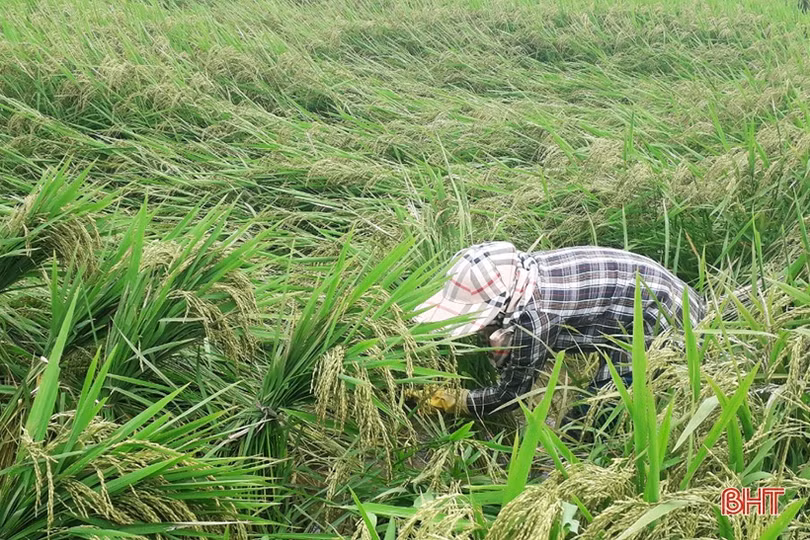 Nhiều diện tích cây trồng còn ngâm trong nước, nông dân Hà Tĩnh cùng nhau khắc phục