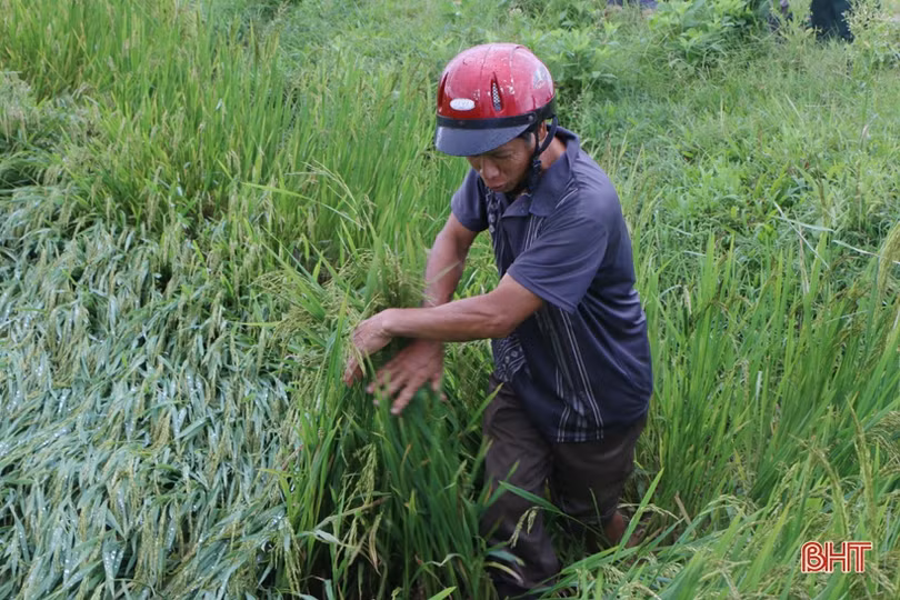 Tháo nước, bó dựng lúa, nông dân Hà Tĩnh nỗ lực giảm thiệt hại sau mưa lớn